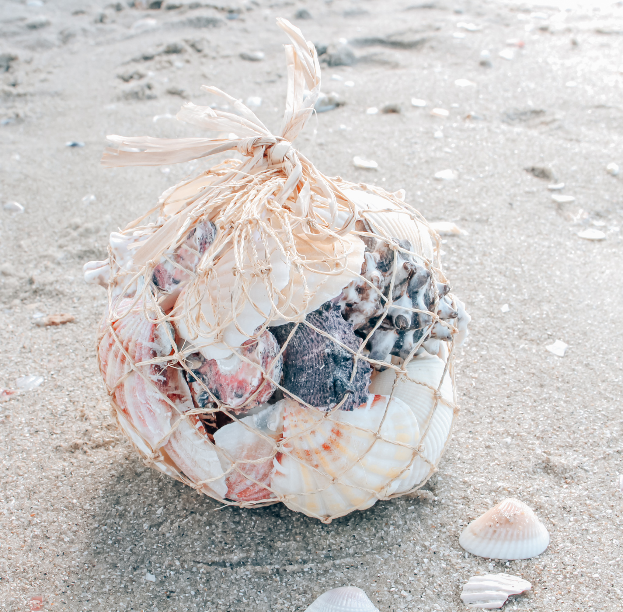Details more than 76 bag of seashells - in.cdgdbentre