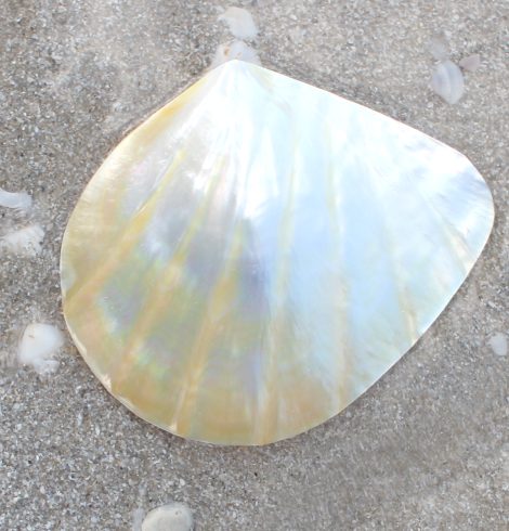 A photo of the Buttercup Lucine Shell product
