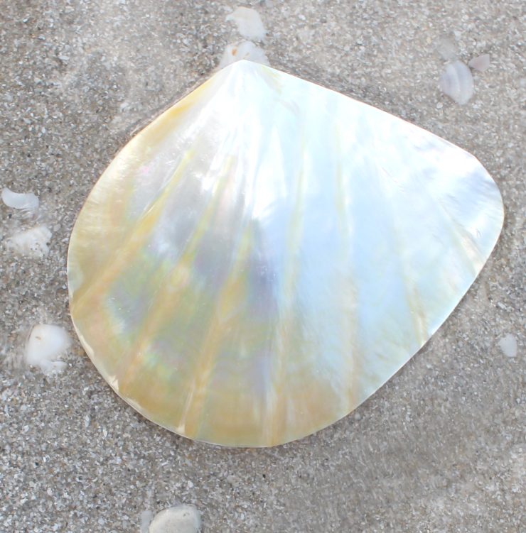 A photo of the Buttercup Lucine Shell product