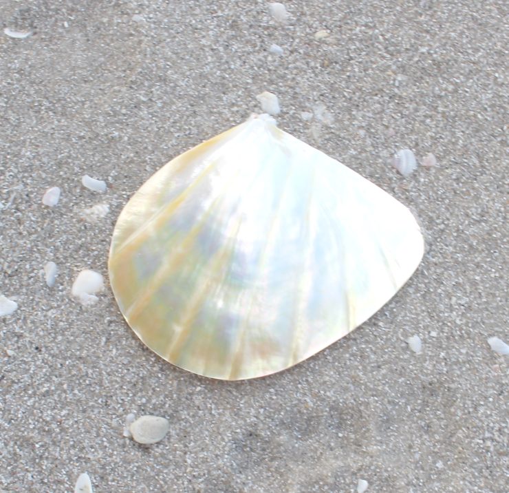 A photo of the Buttercup Lucine Shell product