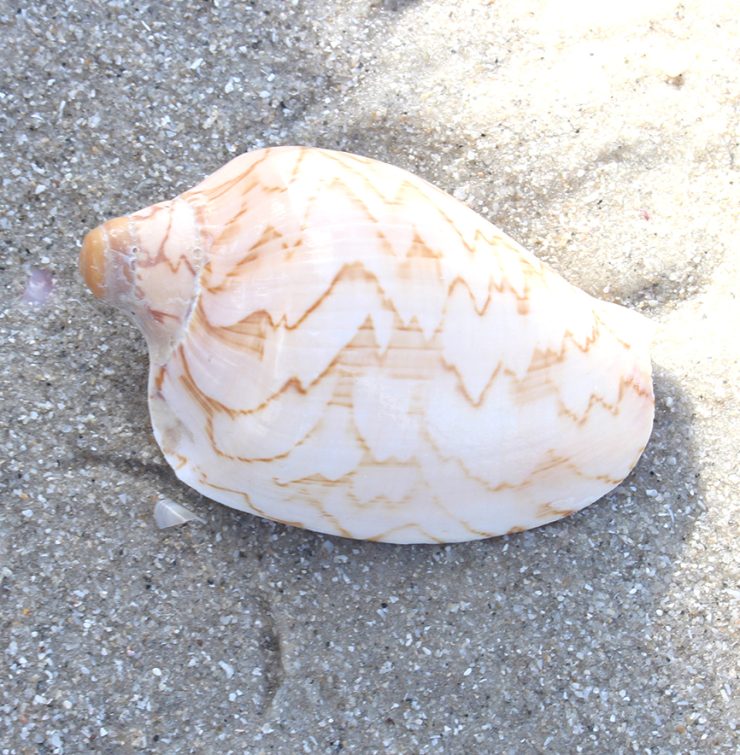 A photo of the Conus Shell product