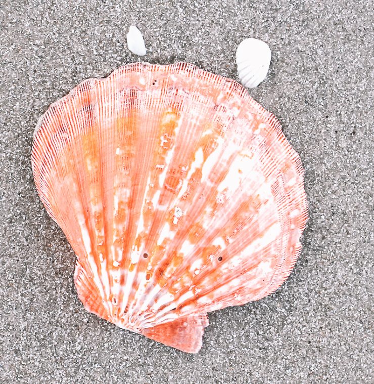 A photo of the Orange Lion's Paw Shell product