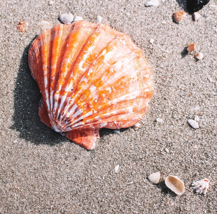 A photo of the Orange Lion's Paw Shell product