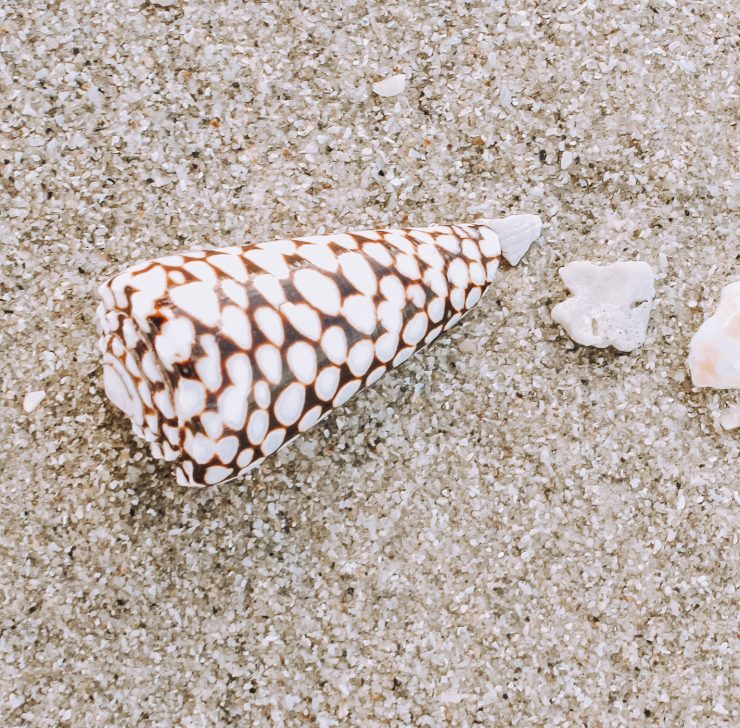 A photo of the Marmoreus Cone Shell product