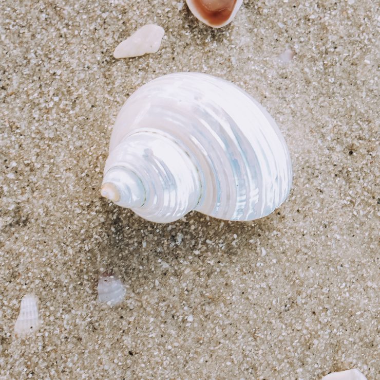 A photo of the Pearl Jade Turbo Shell product