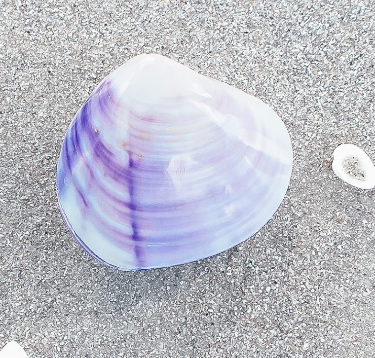 A photo of the Purple Polished Clam Shell product