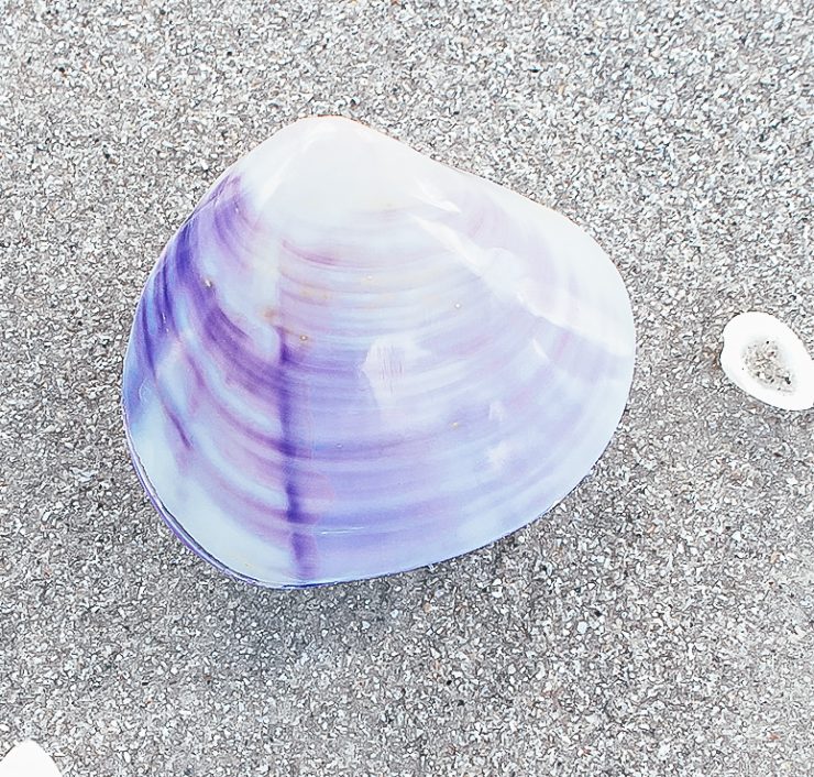 A photo of the Purple Polished Clam Shell product