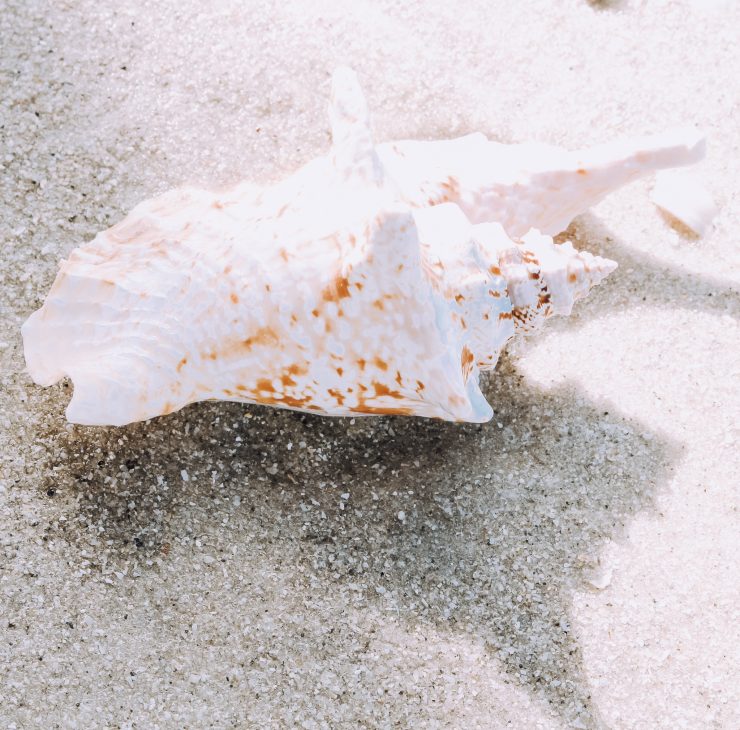 A photo of the Rooster Conch Shell product