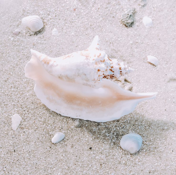 A photo of the Rooster Conch Shell product