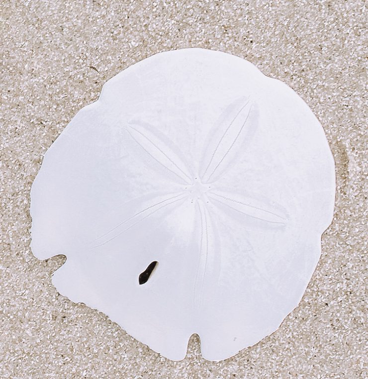 A photo of the Sand Dollar product