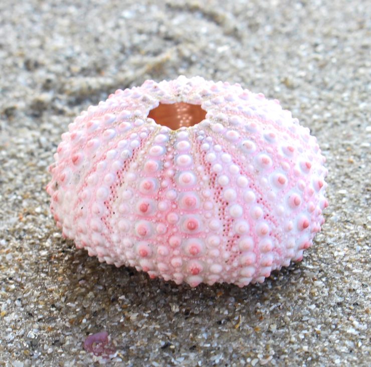 A photo of the Urchin Shell product