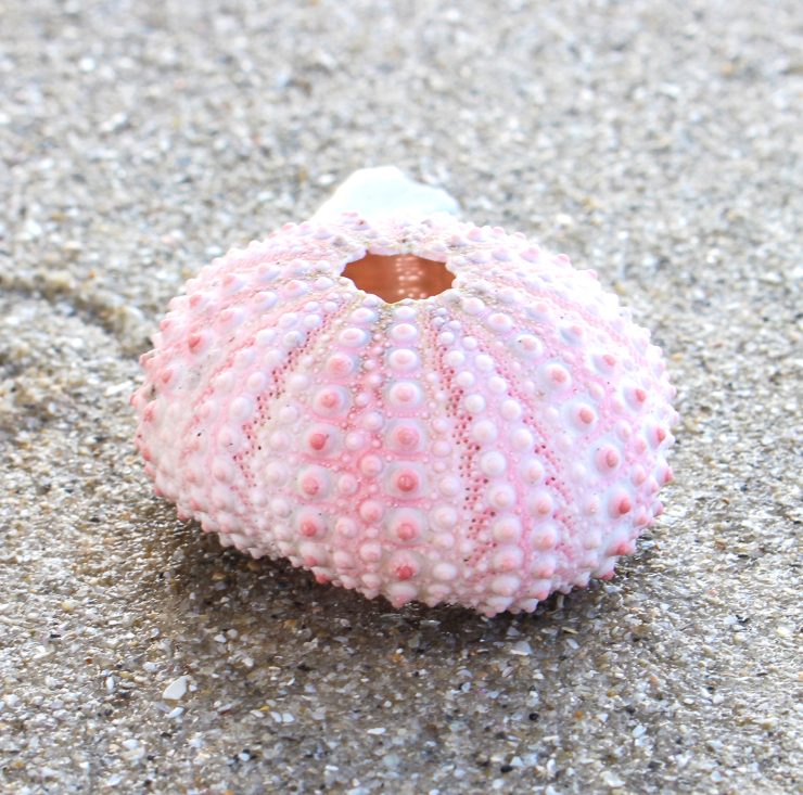 A photo of the Urchin Shell product
