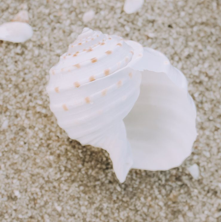 A photo of the White and Brown Conch Shell product