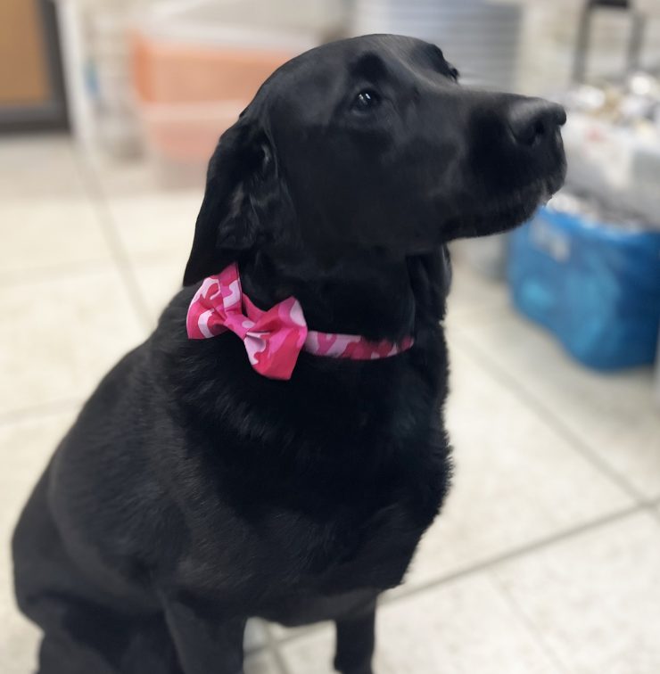 A photo of the Dog Bow Tie product