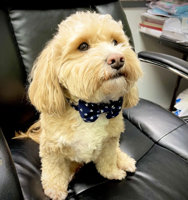 A photo of the Dog Bow Tie product